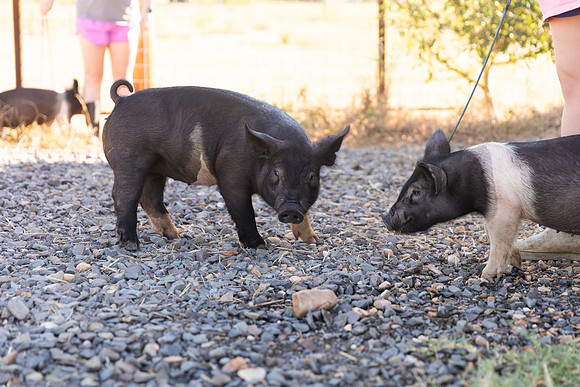 AnimalProduction_31
