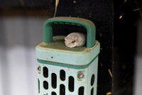 AnimalProduction_8