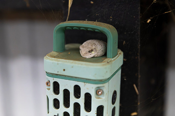 AnimalProduction_8