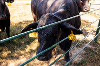 Farm_9