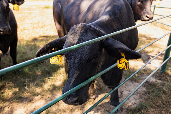 Farm_9
