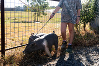 AnimalProduction_15