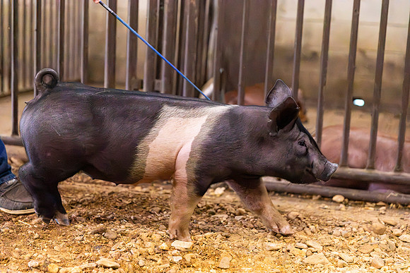 AnimalProduction_75