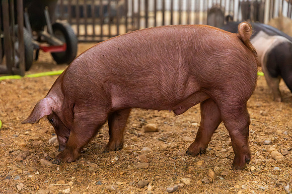 AnimalProduction_109