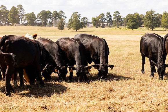 Farm_56