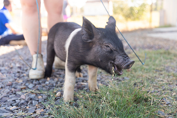 AnimalProduction_39