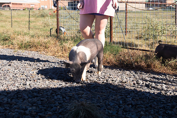 AnimalProduction_21