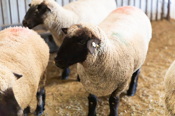 AnimalProduction_112