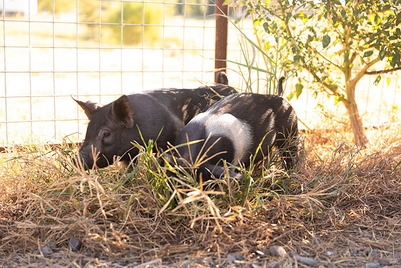AnimalProduction_58
