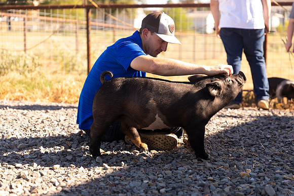 AnimalProduction_29