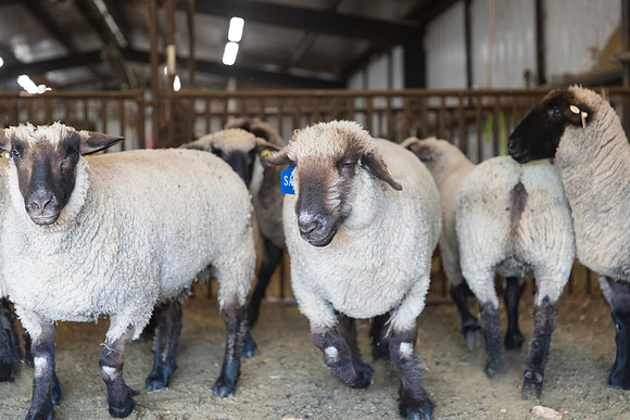 AnimalProduction_102