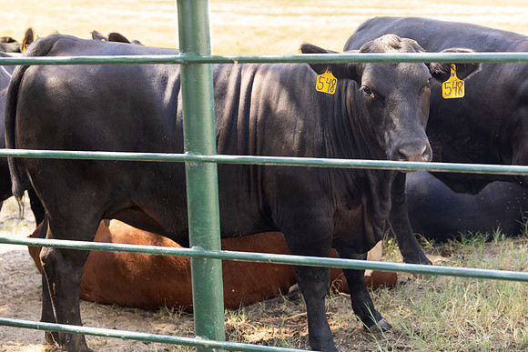 Farm_2