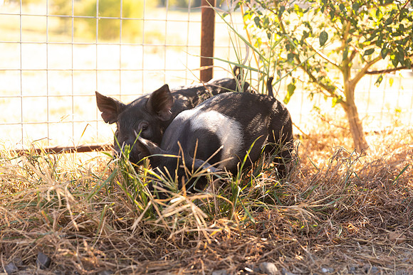 AnimalProduction_57