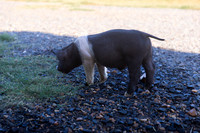 AnimalProduction_9