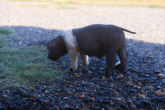 AnimalProduction_9