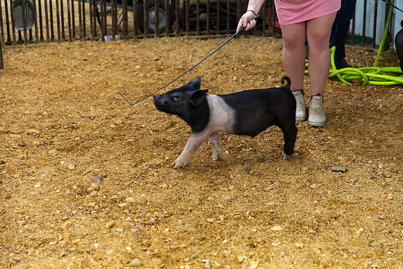 AnimalProduction_83