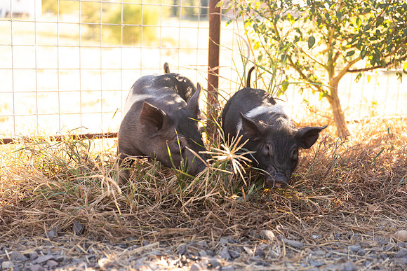 AnimalProduction_65