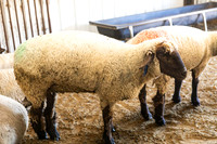 AnimalProduction_3
