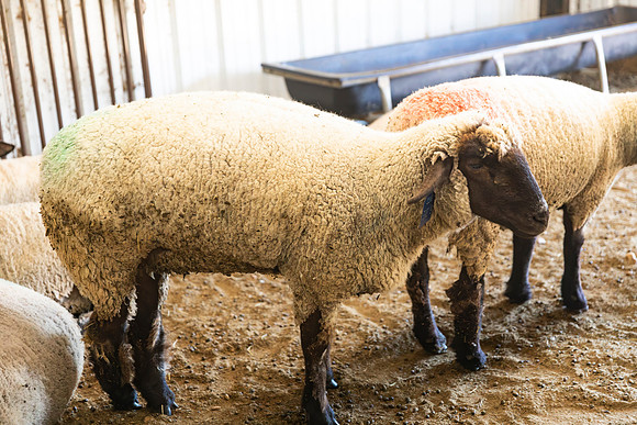 AnimalProduction_3