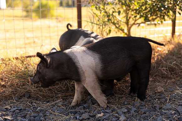 AnimalProduction_69