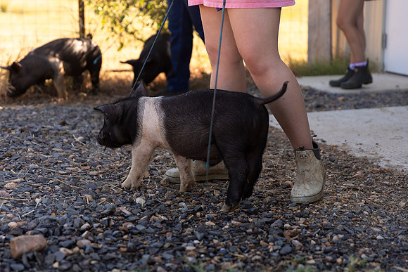 AnimalProduction_25