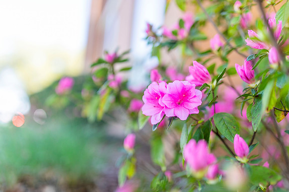 Flowers_12