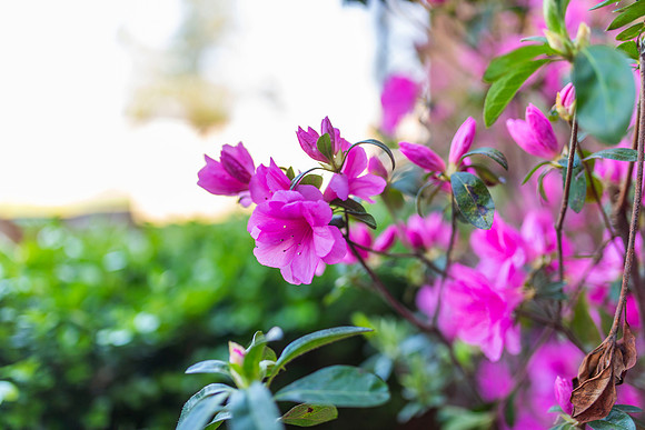 Flowers_14