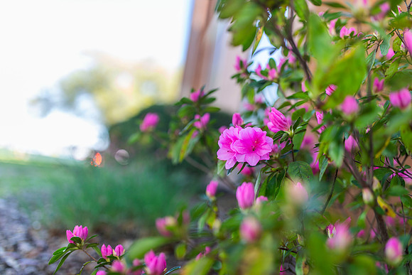 Flowers_13
