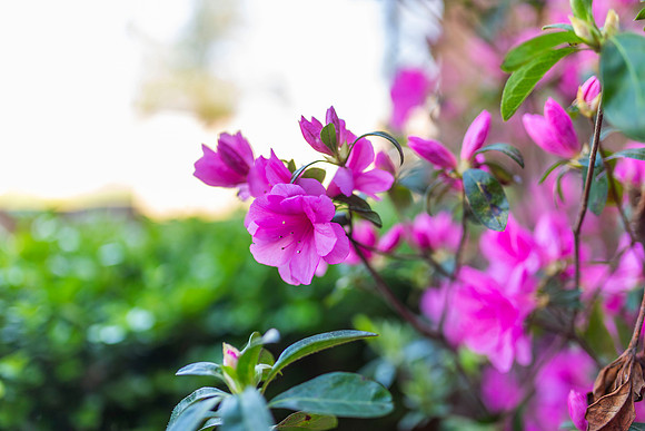 Flowers_15