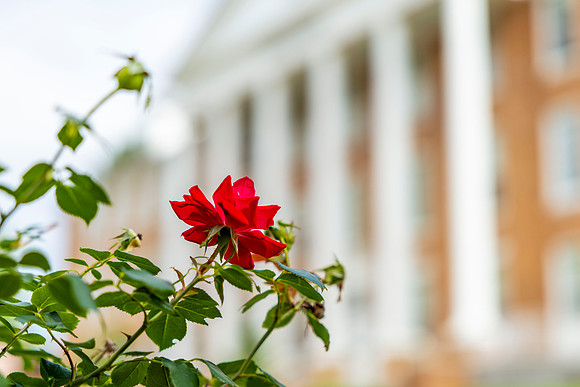 Campus Flowers 21