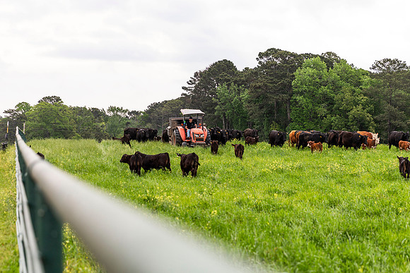 SP25 SAU Farm 8