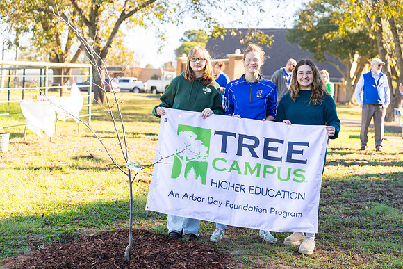 Tree2024_96